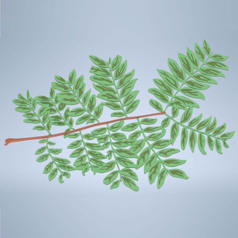 Pinnate Leaf Branch