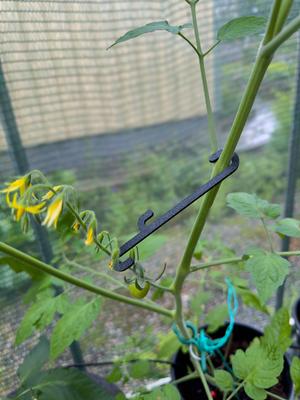 Tomato Branch Support