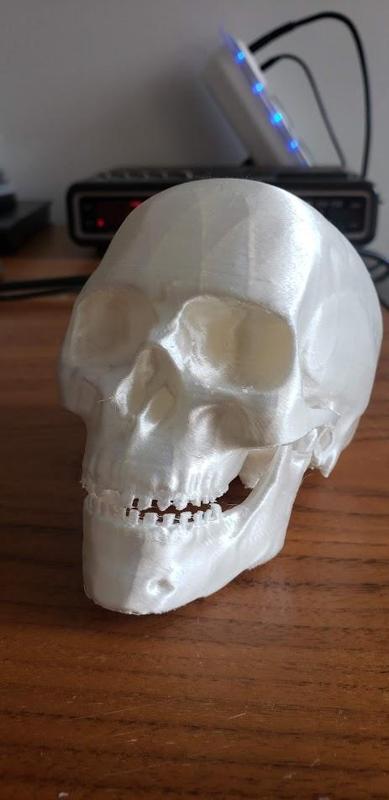 High Detail Skull