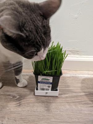 Cat grass holder