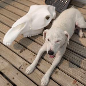 HORSE SKULL FULL SIZE MULTIPLE PART!