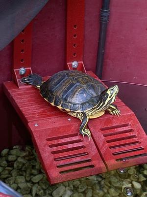 Turtle platform