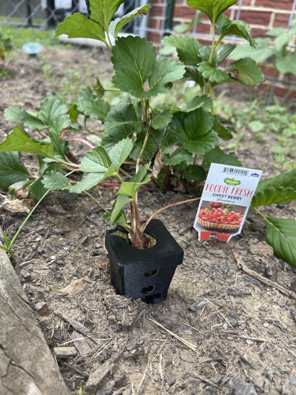Strawberry Runner Grow Box