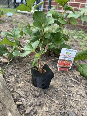 Strawberry Runner Grow Box