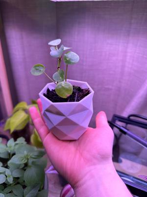PolyPot