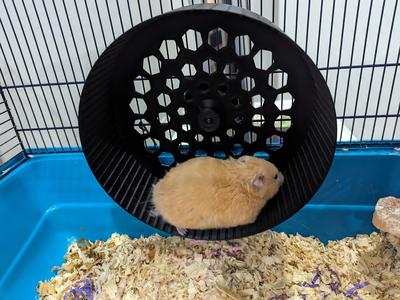 Hamster Wheel