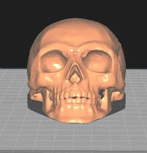 skull   