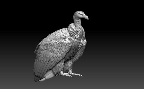 vulture