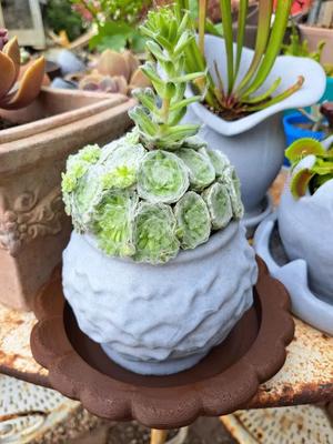 Pot plante   