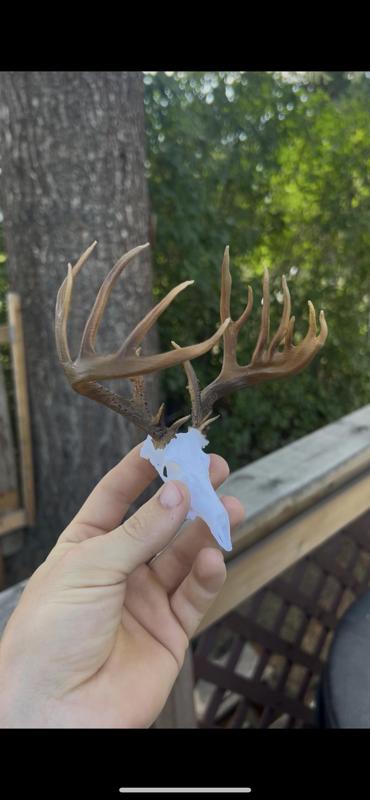 big non typical whitetail euro