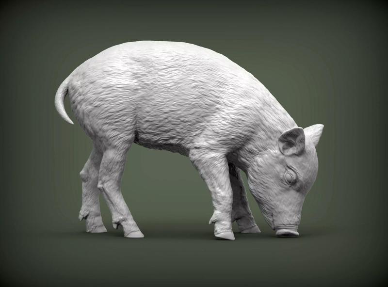 Small  wild boar