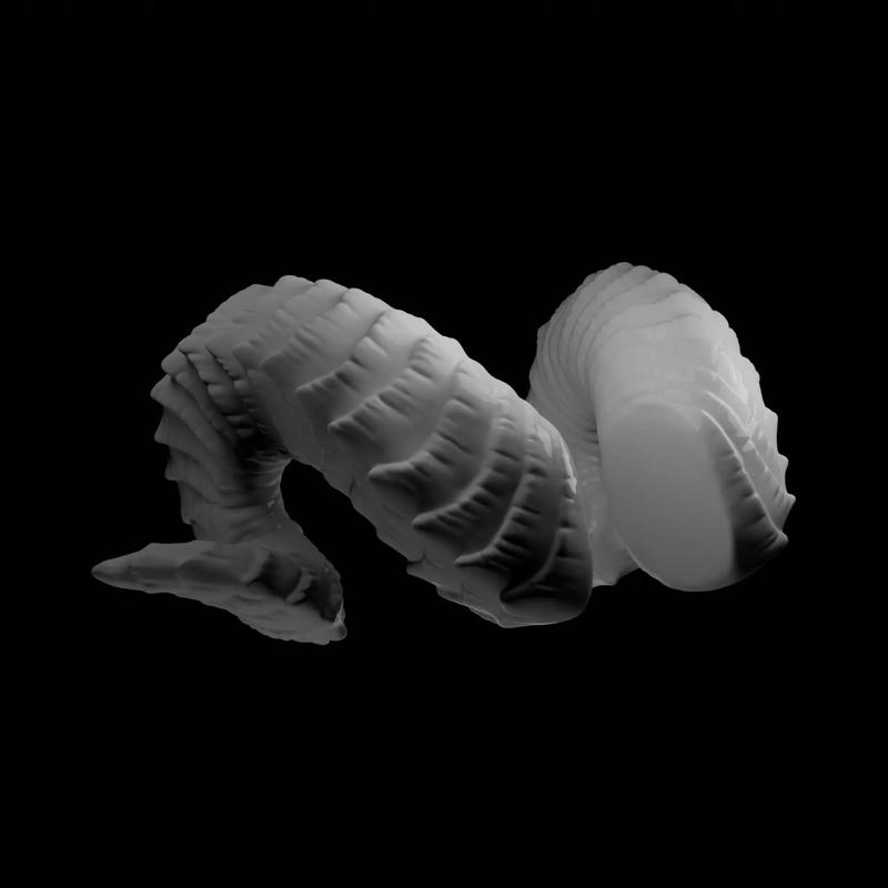 Small Curled Horns - Laura