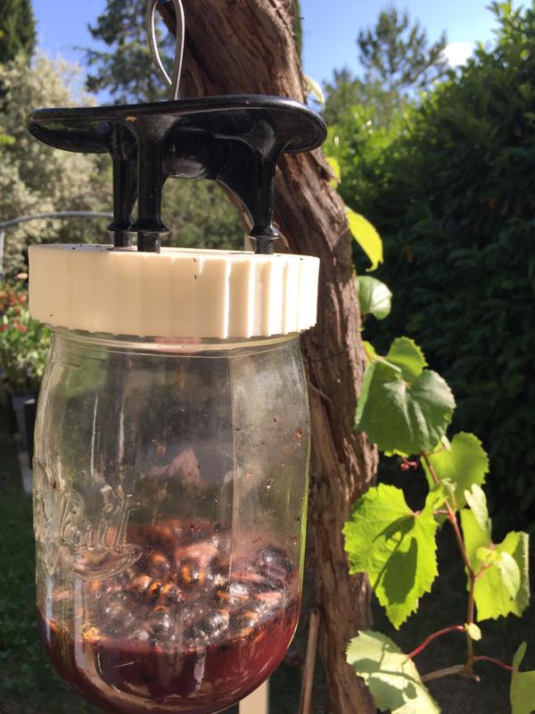 trap for wasps, hornets, flies...