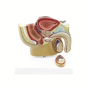 Male Prostate Anatomy Model