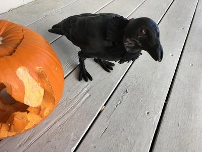 Halloween Crow (Animated)