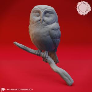 Northern Saw Whet Owl - Bust (Pre-Supported)