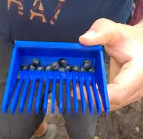 Blueberry rake