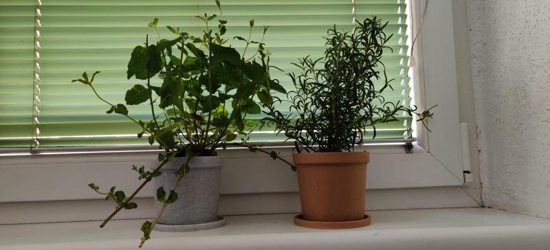 Classic Planter and Coaster for small Plants and Herbs