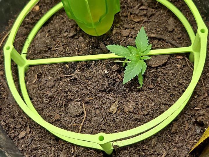 Grow spiral - Stackable
