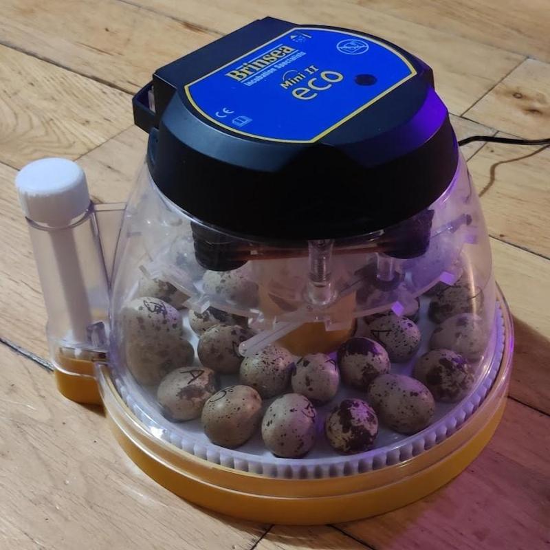 Quail Egg Turner for Brinsea Mini II Eco