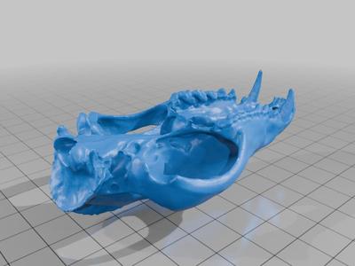 Cuíca - Crânio e Mandíbula