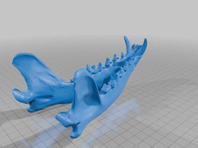 Lobo Guara - Conjunto Crânio e Mandibula