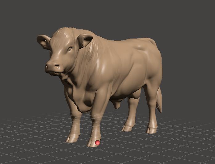 Charolais bull breed - charolais bull breed