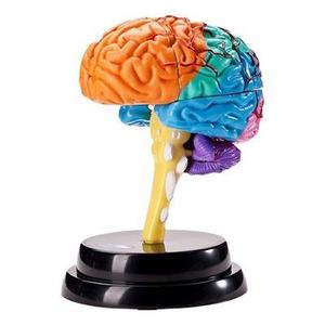 brain sculpture