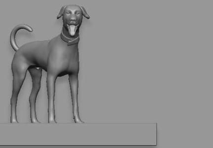 dog,  Sighthound Breed Dog