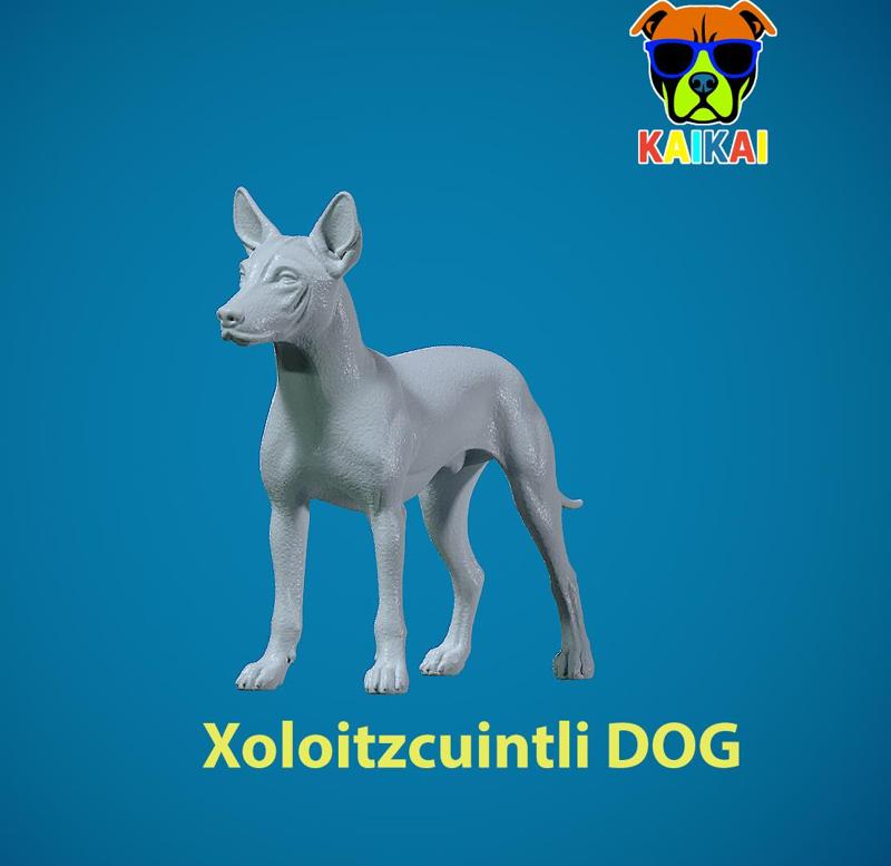 Xoloitzcuintle Hairless Dog model - decor - statue - 3D print