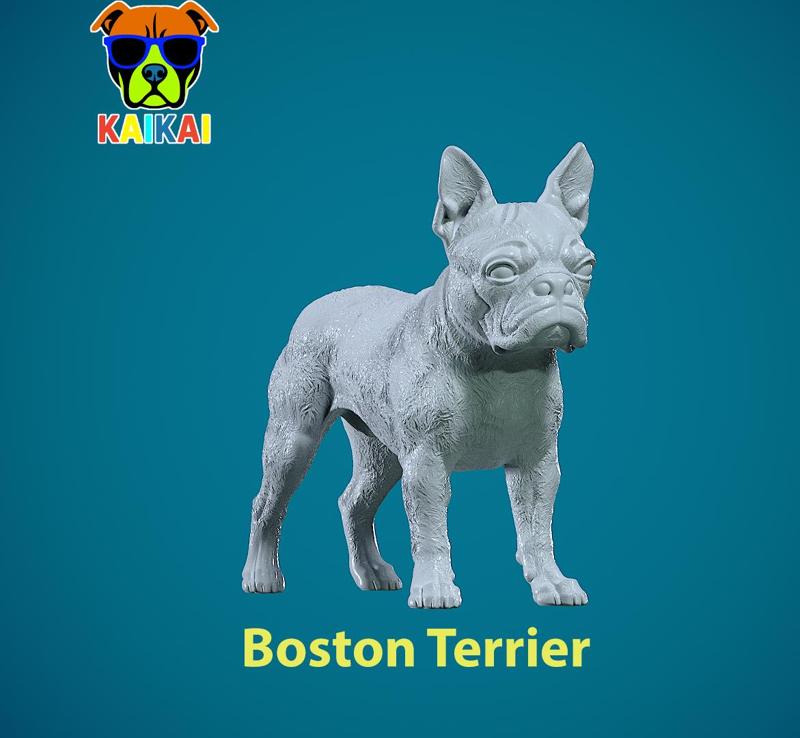 Boston Bull Terrier Dog - American gentleman Dog model - 3D print