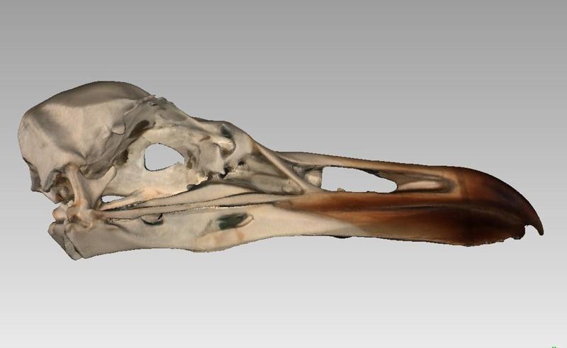 Skull of an European Gull (Larus argentatus)