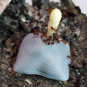 Drowning-free ant drinker or feeder