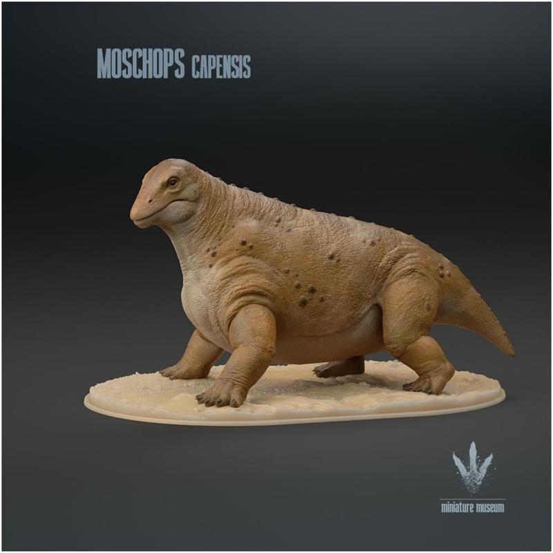 Moschops capensis  : The Calf Face