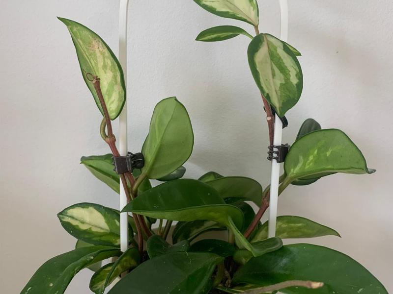 Trellis for climbing plants