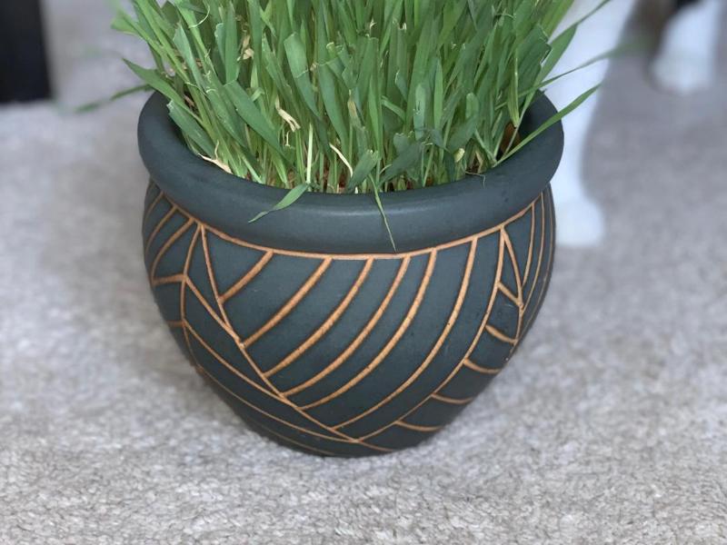Minimalistic plant flower pot