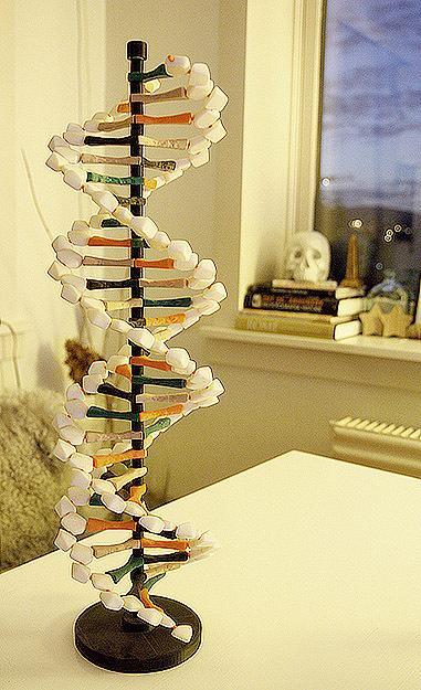 DNA Helix