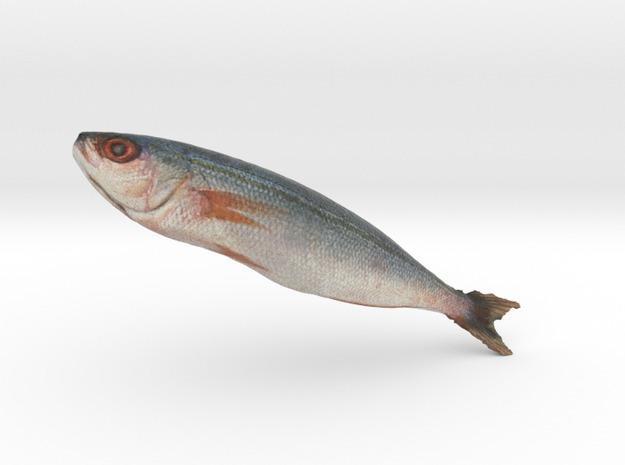 The Double-lined fusilier