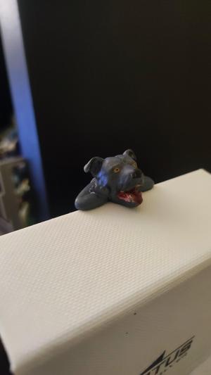 SONNY ANGEL AMERICAN STANFORD