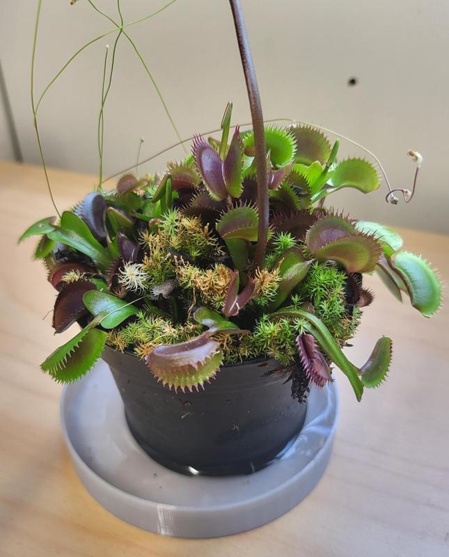 Plant tray