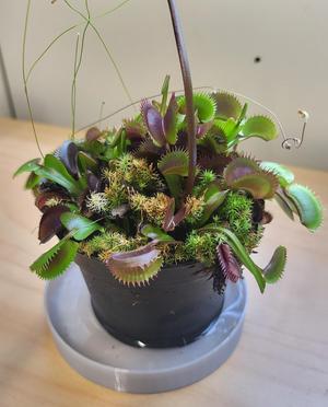 Plant tray