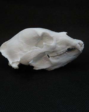 Black Bear Skull