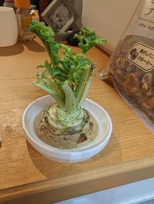 Pot for Japanese WhiteRadish
