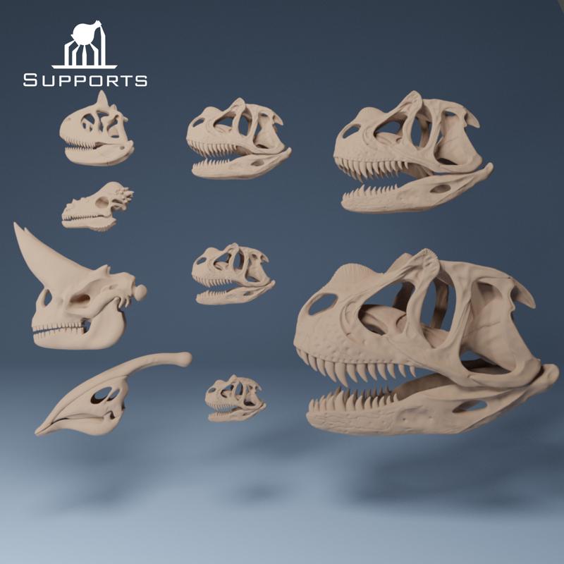Dinosaur Skulls 1