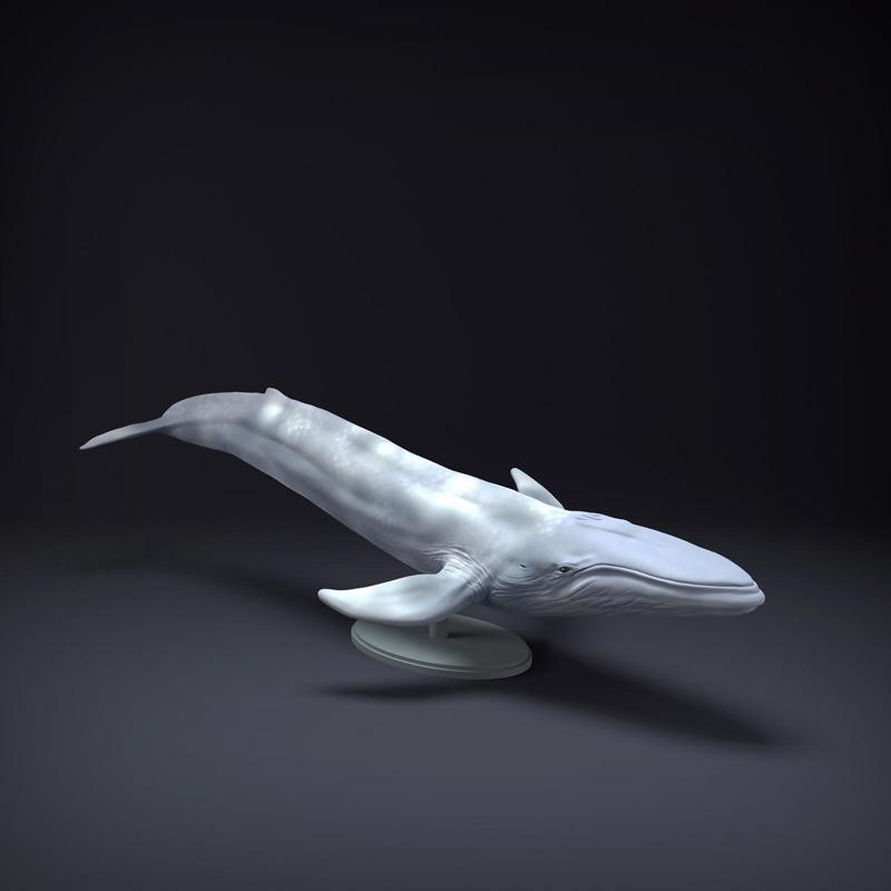 Blue Whale