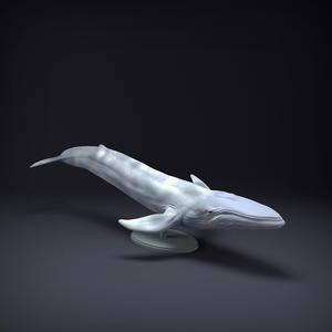 Blue Whale