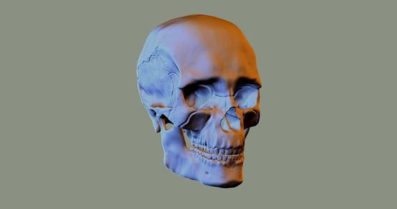 Human skull