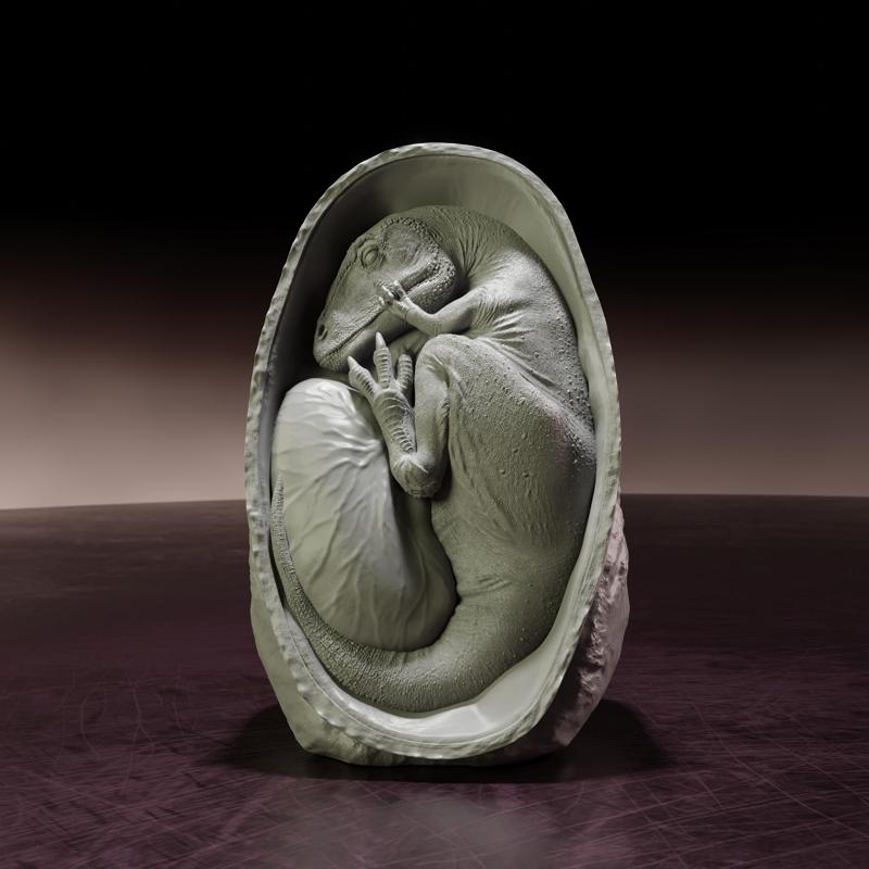 Charcharadontosaurus embryo - pre-supported dino egg