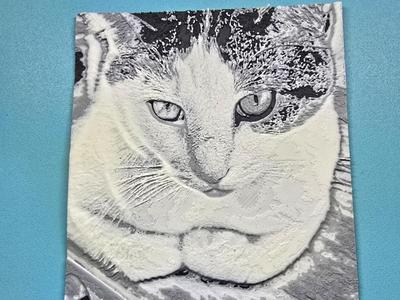 My Cat Conner
