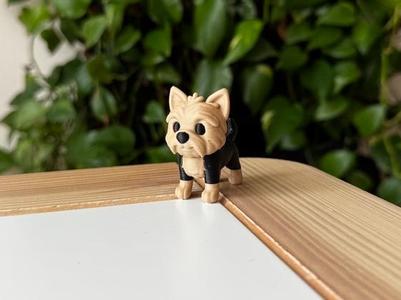 Yorkshire Terrier puppy 